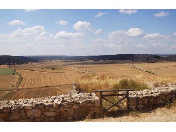 Los efectos de la ola de calor preocupa ya no sólo al cereal, sino al olivar, viñedo o frutos secos